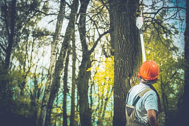 Best Leaf Removal  in Davenport, FL